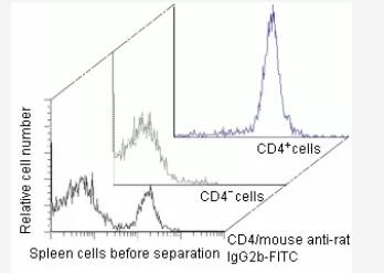 Separation of CD4+ cells from mouse spleen using a rat anti-mouse CD4 antibody with kappa light chains (isotype IgG2b), Anti-Rat Kappa MicroBeads, and an MS Column.